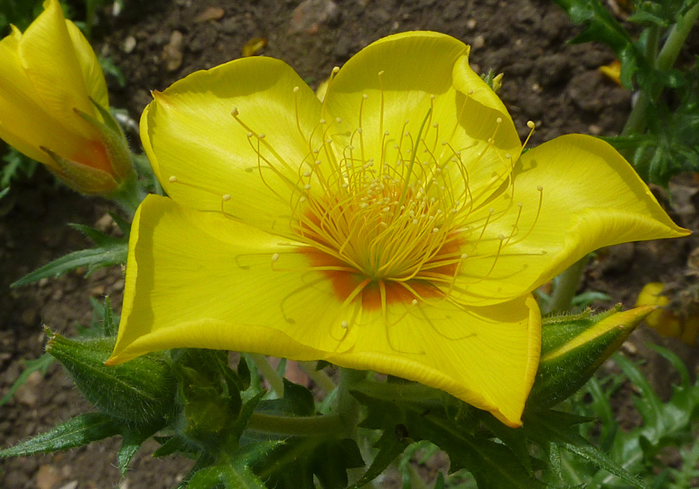Yellow Bartonia