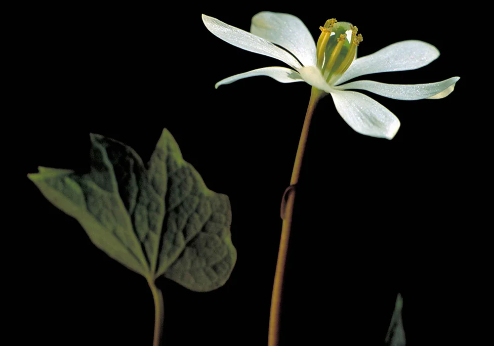 Twinleaf