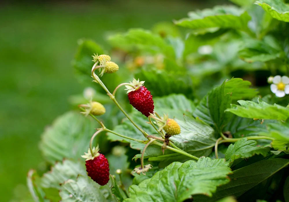 Wild Strawberry