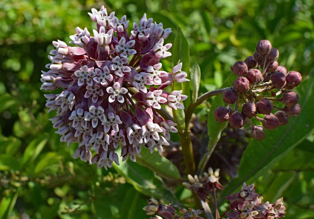 Milkweed