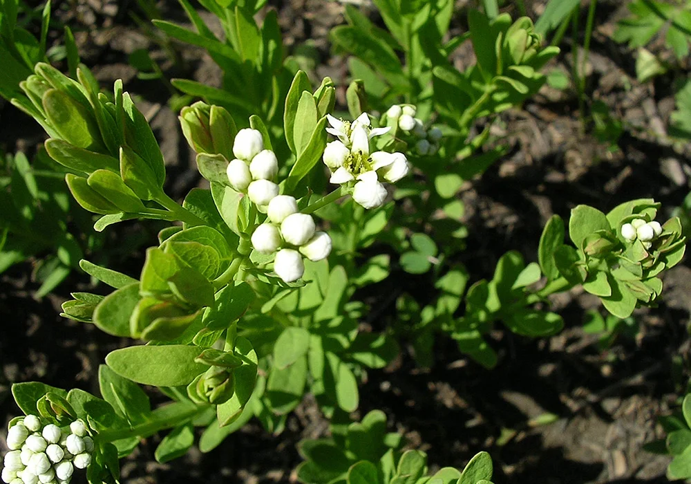 Bastard Toadflax