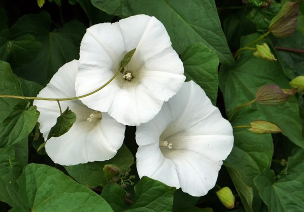 Bindweed