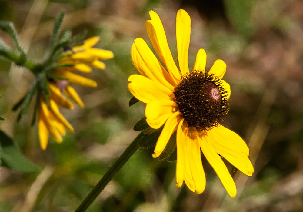 Black-Eyed Susan