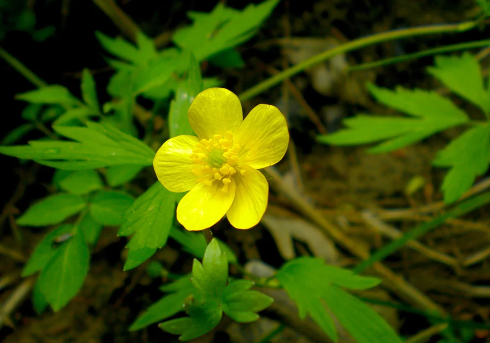 Buttercup
