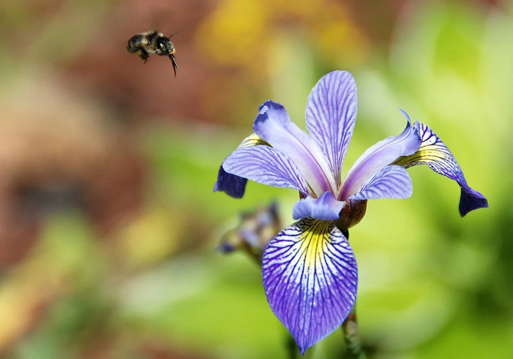 Blue Flag Iris