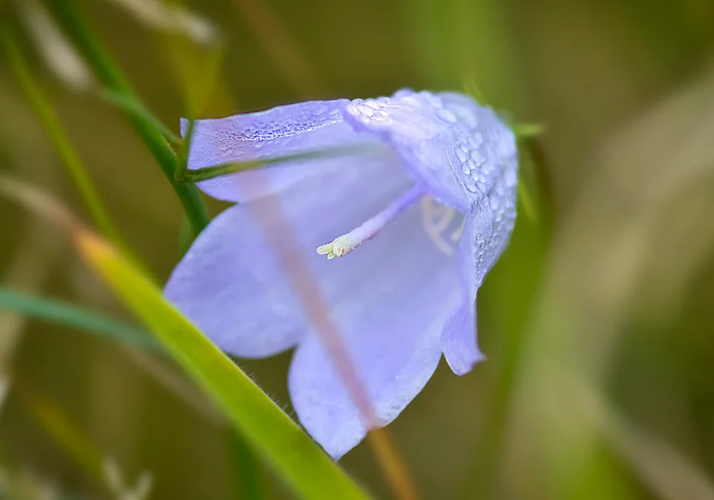 Harebell