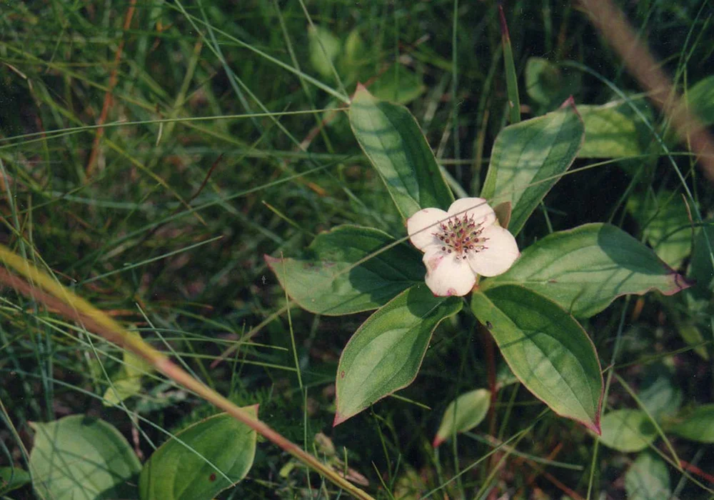 Canadian Bunchberry