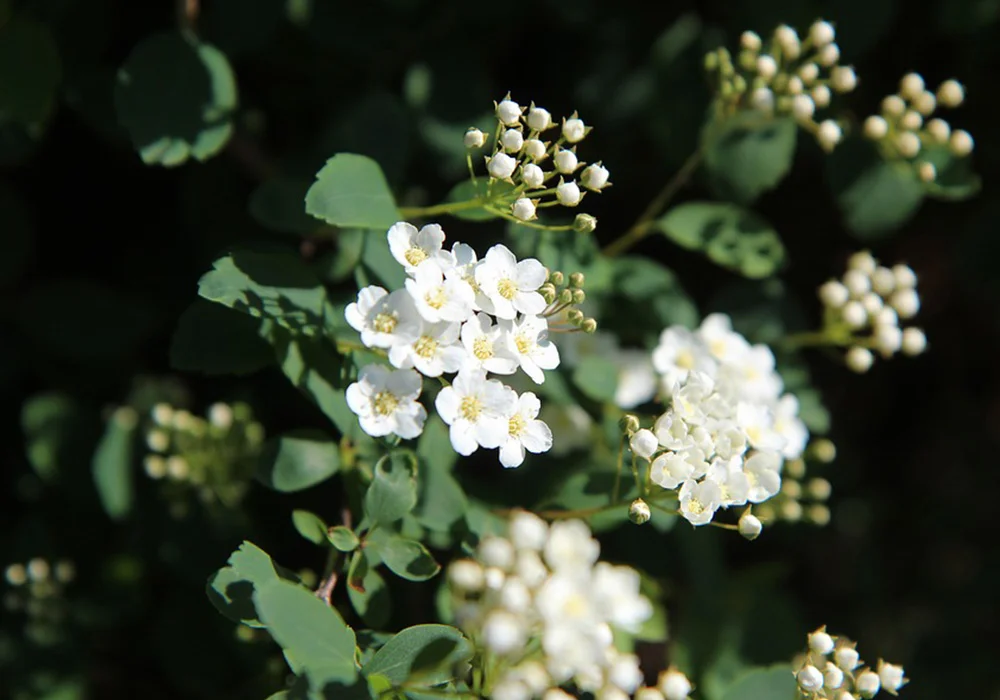 White Meadowsweet