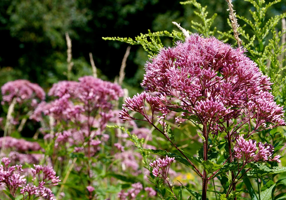 Joe-Pye Weed