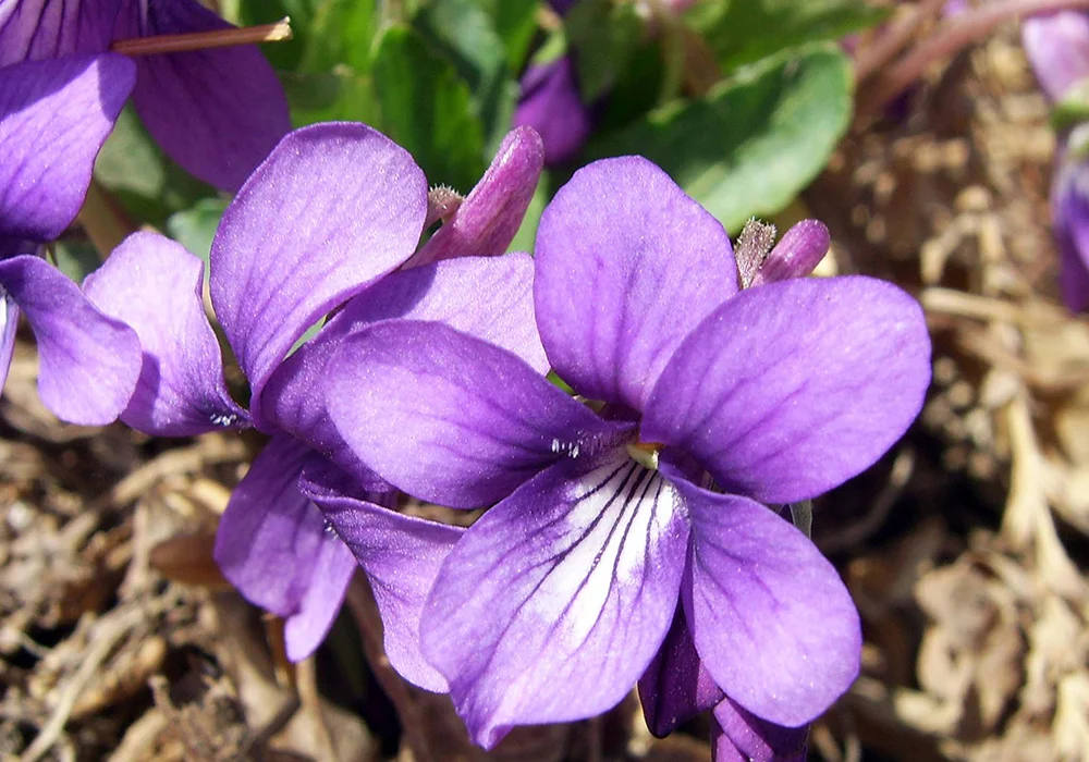 Purple Violet
