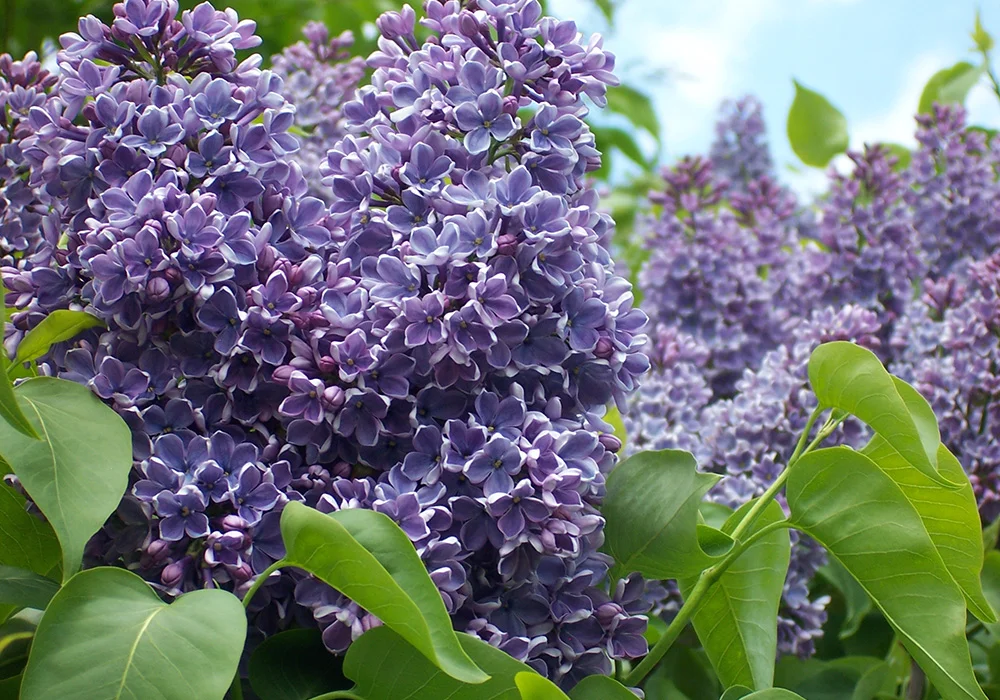 Lilacs