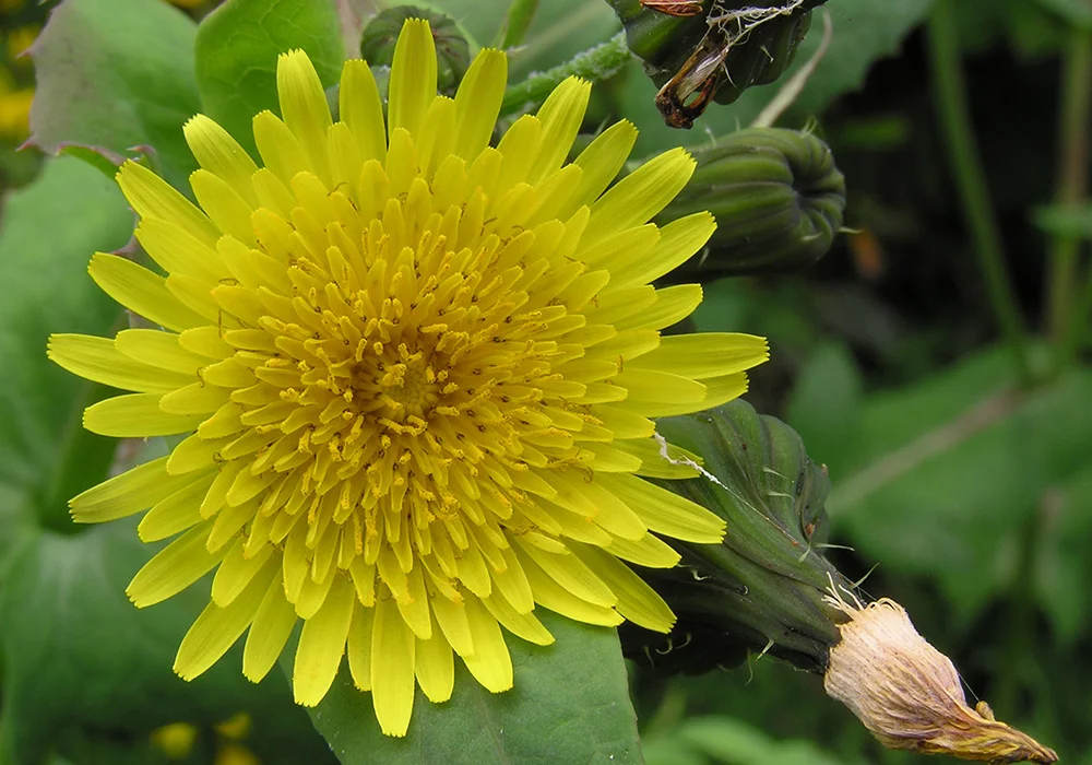 Sow Thistle