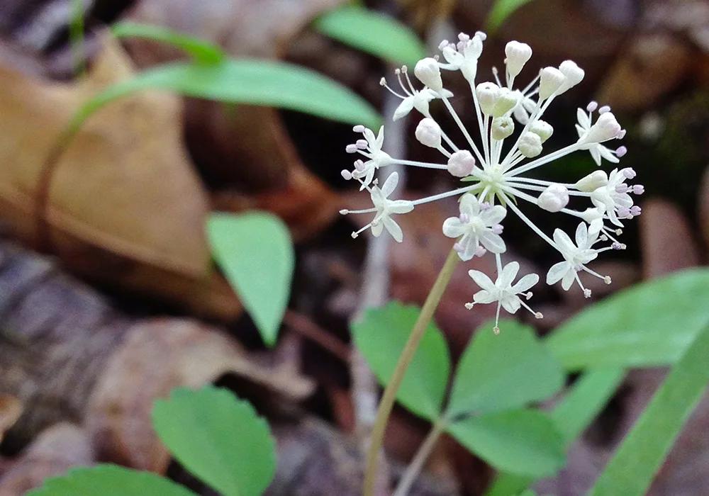 Ginseng
