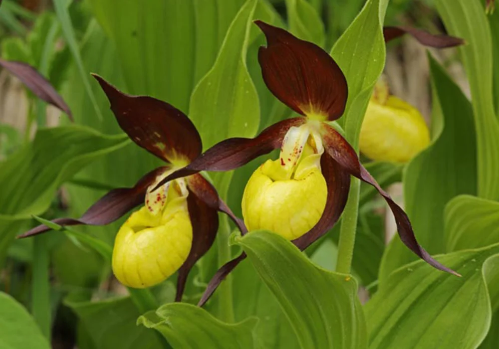 Lady’s Slipper