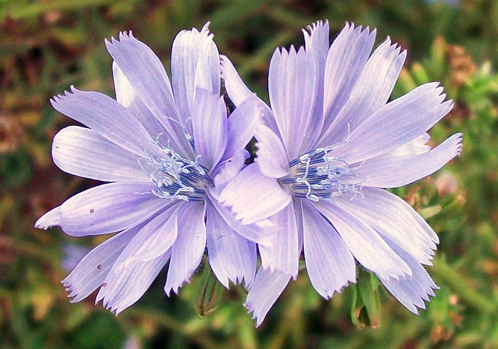 Chicory