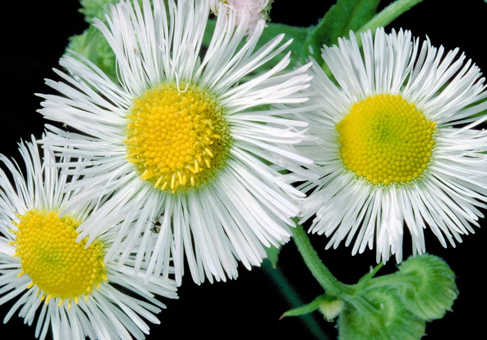 Fleabane