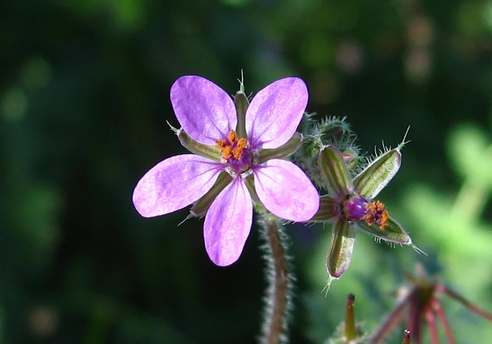 Stork’s Bill
