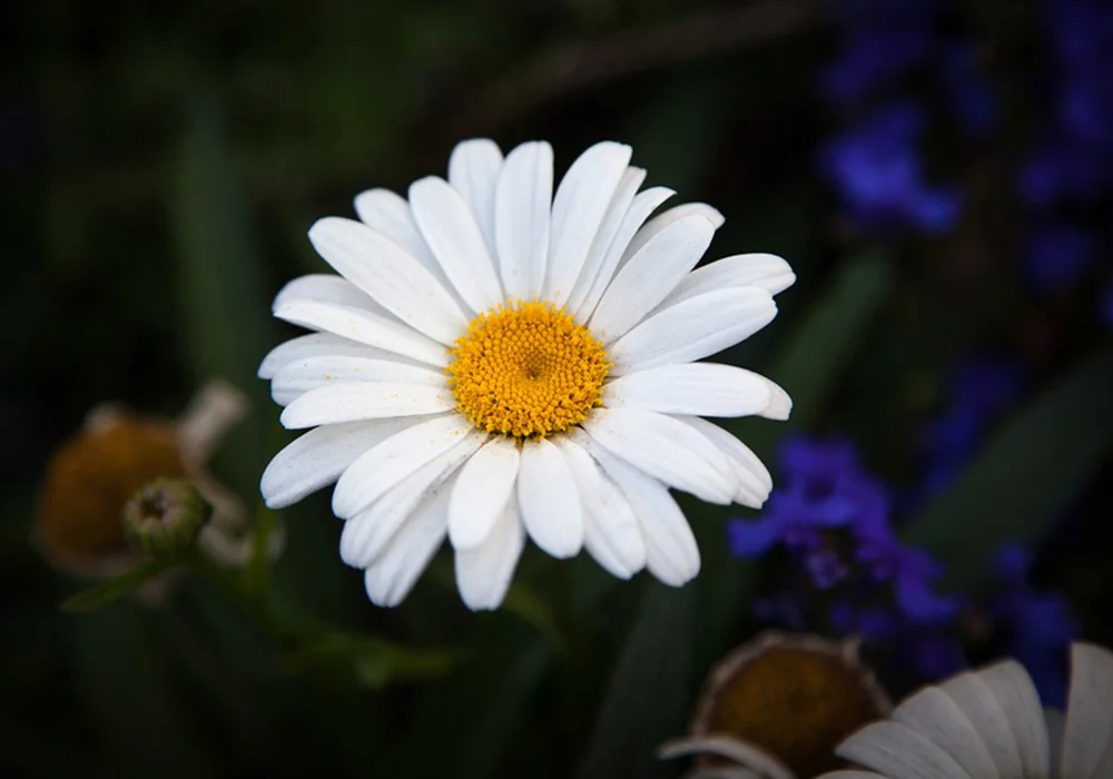 Oxeye Daisy