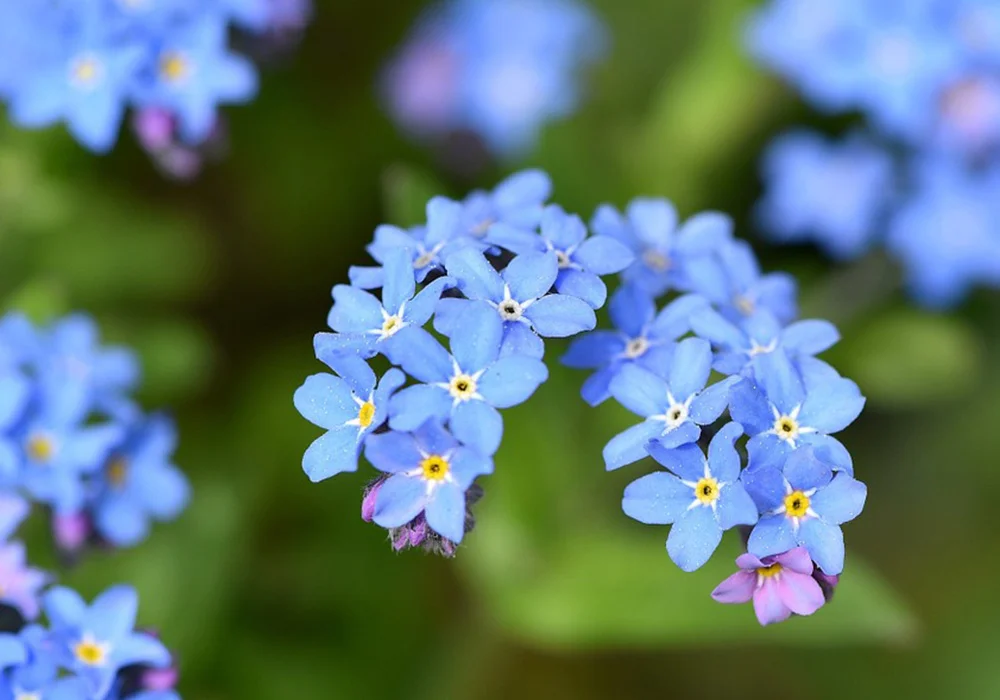 Forget-me-not