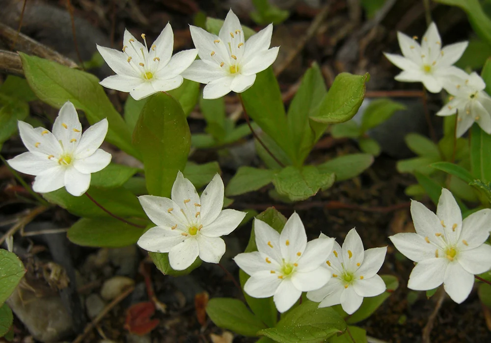 Star Flower