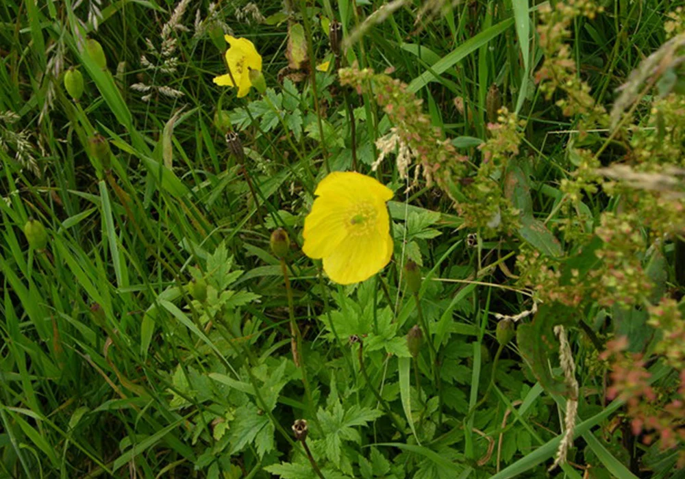 Wood Poppy