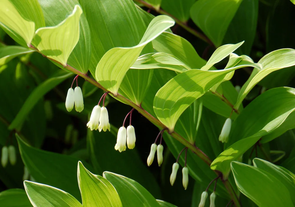 Solomon’s Seal