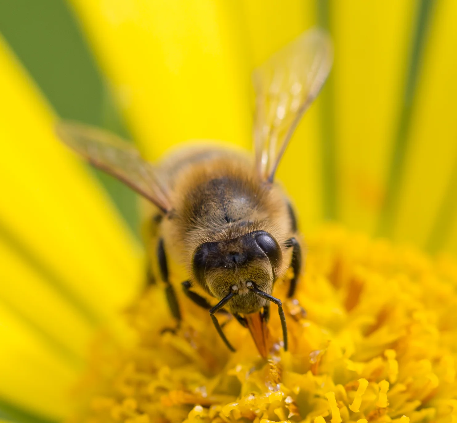 Andrew_s Bees May 2015 18.jpg
