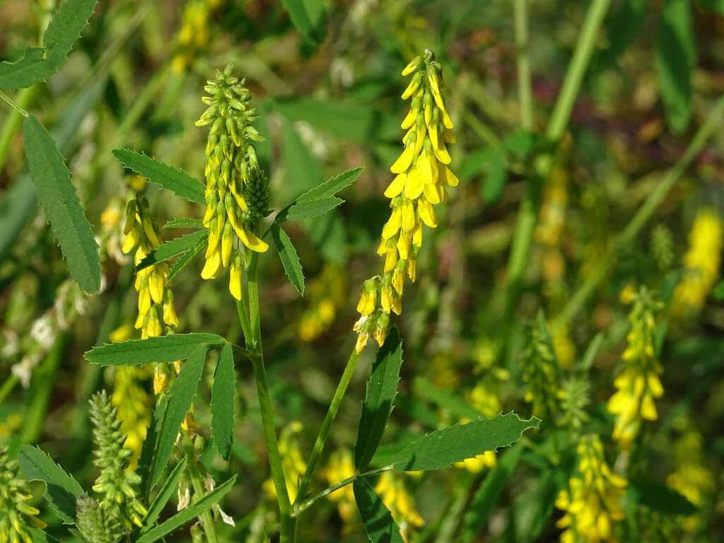 Sweet Clover