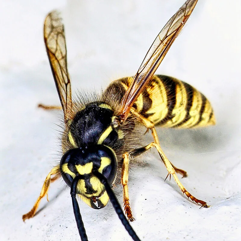 Common wasp (Vespula vulgaris) close-up.