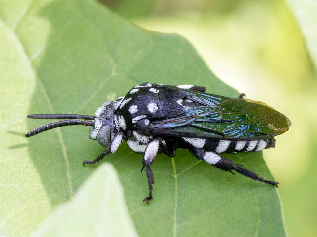 Cuckoo-Bee.jpg