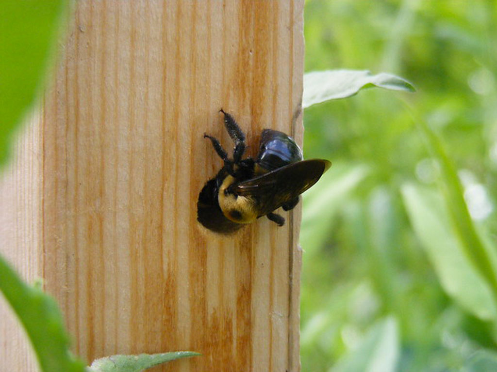 “ Carpenter bees ” by Helena Jacoba is licensed under CC by 2.0