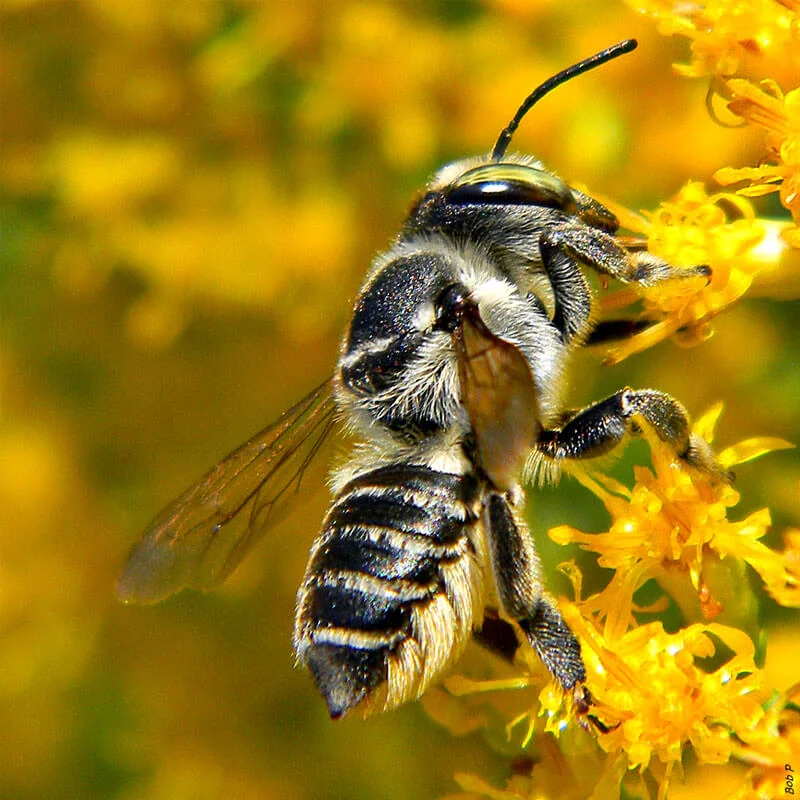 Leafcutter-Bee.jpg