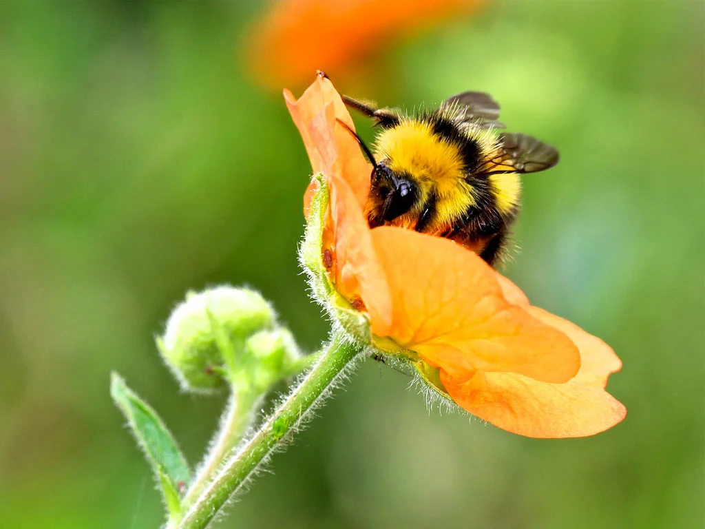 Bumblebee.jpg