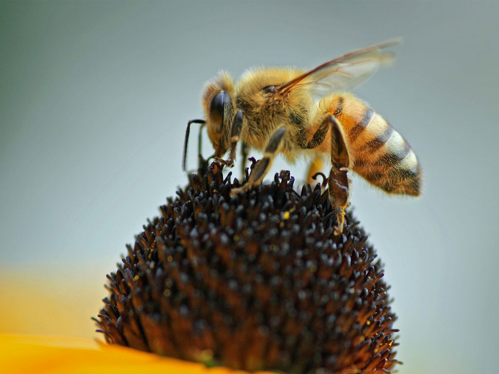 Honeybee-2.jpg
