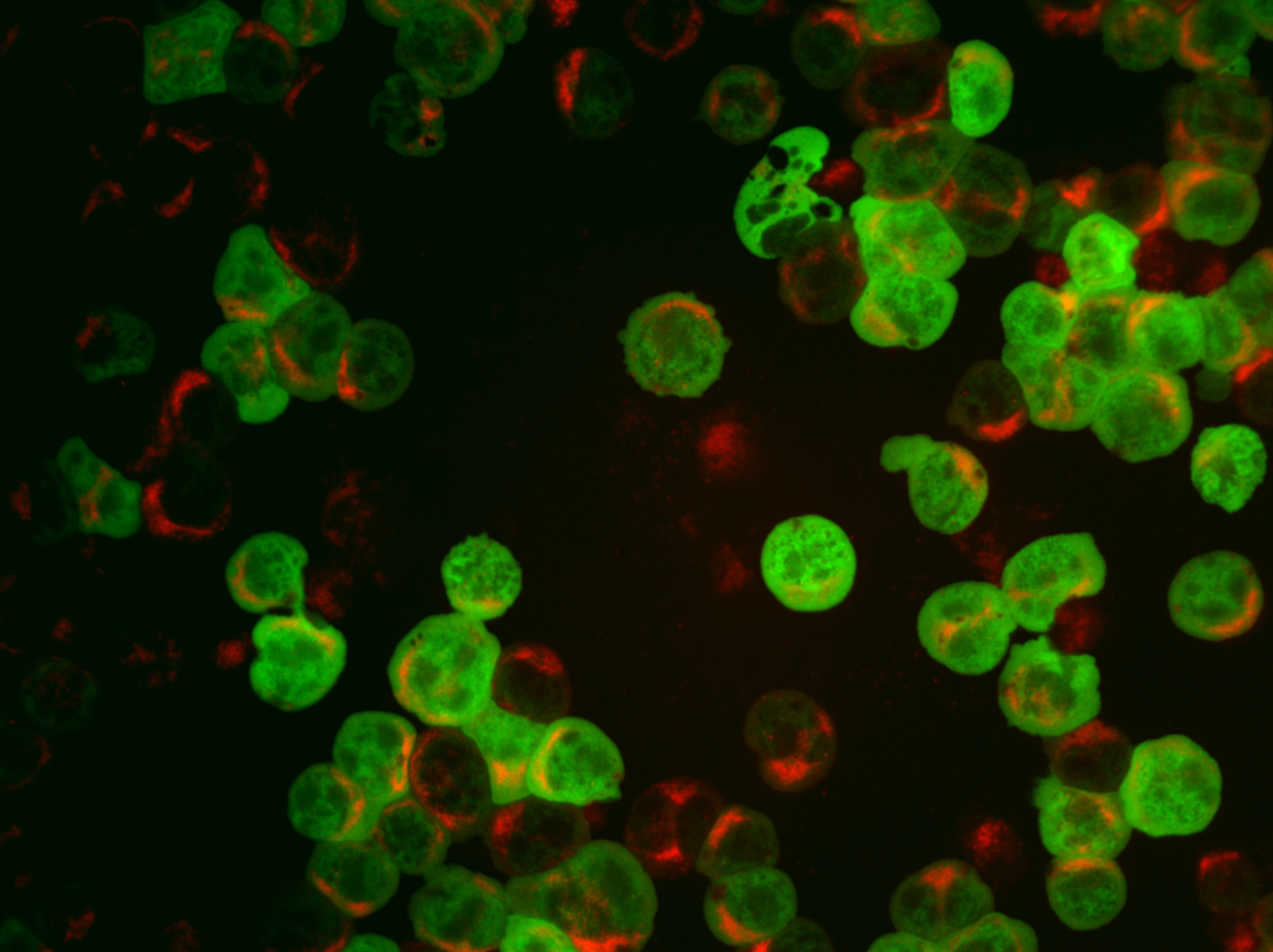 FM-CID (G+R)-001-40X.jpg