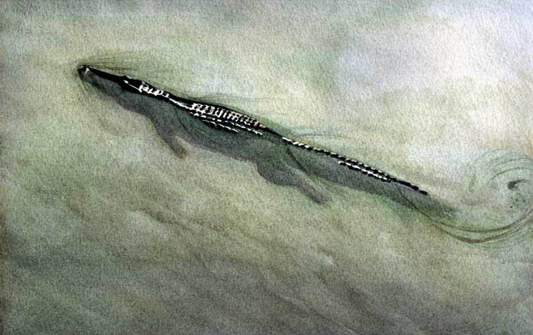 Alligator