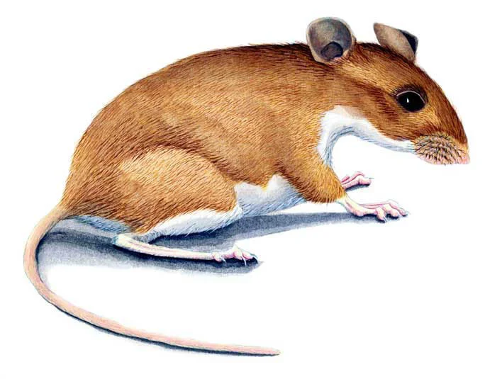 House Mouse