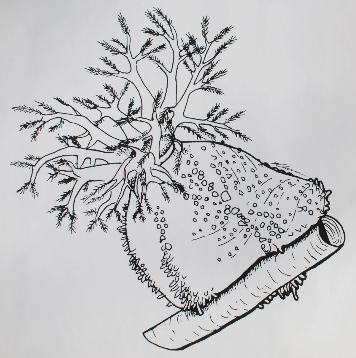 Sea Apple