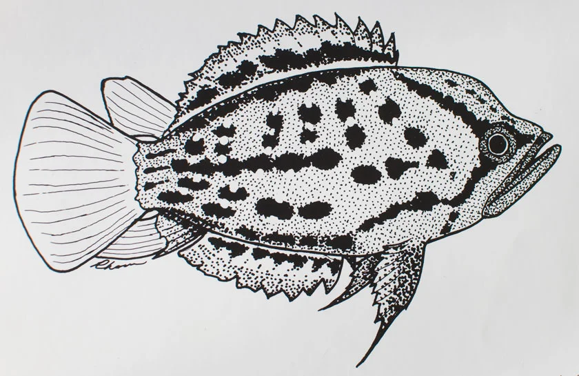 Stickleback