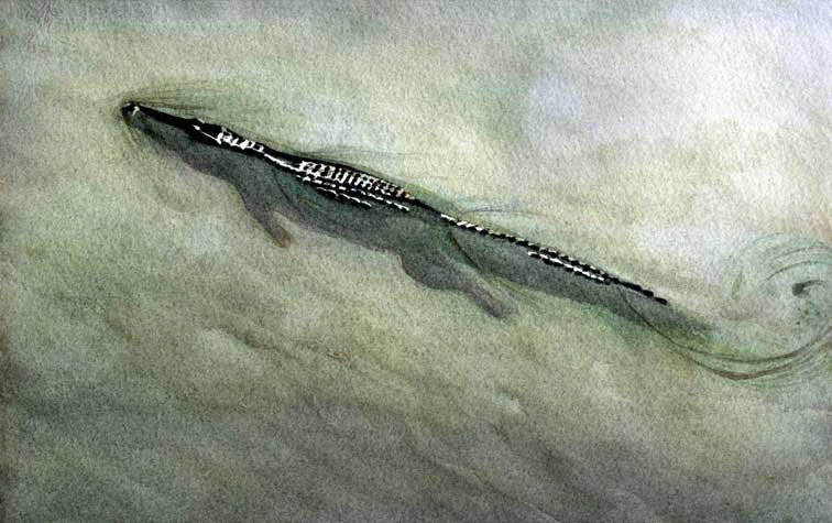 alligator.jpg