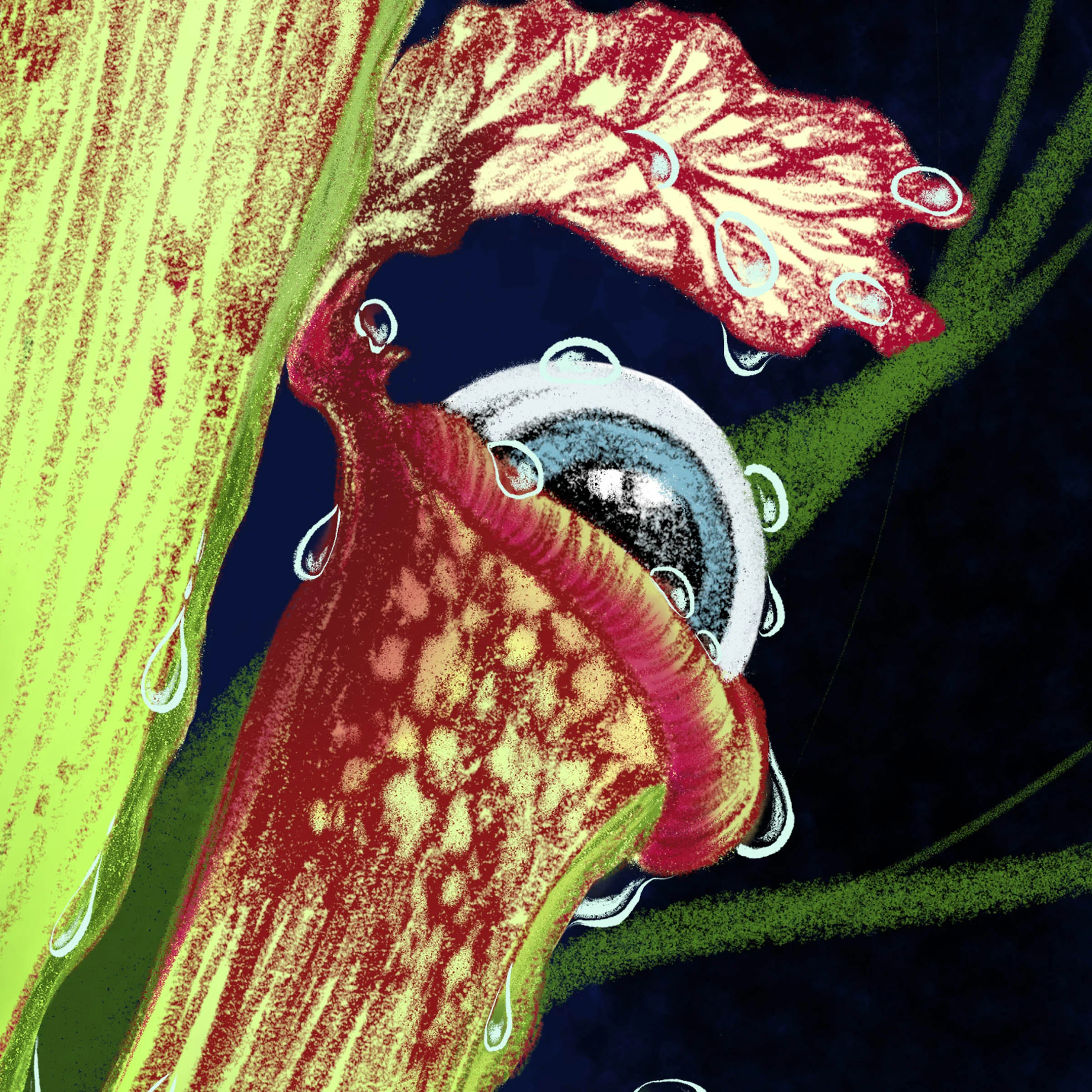 pitcher_eyeballs_closeup_2.jpg