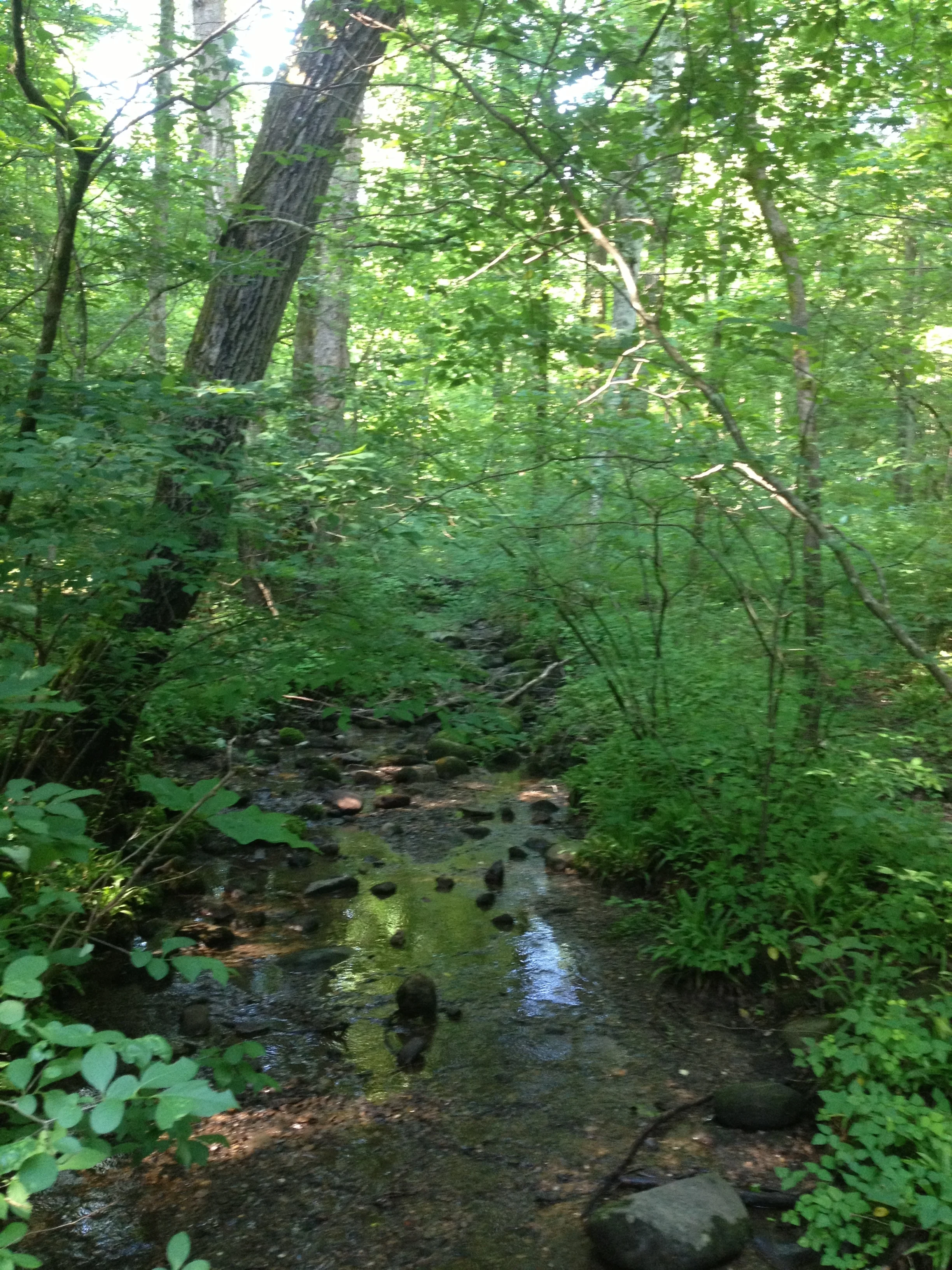 IMG_2210.jpg