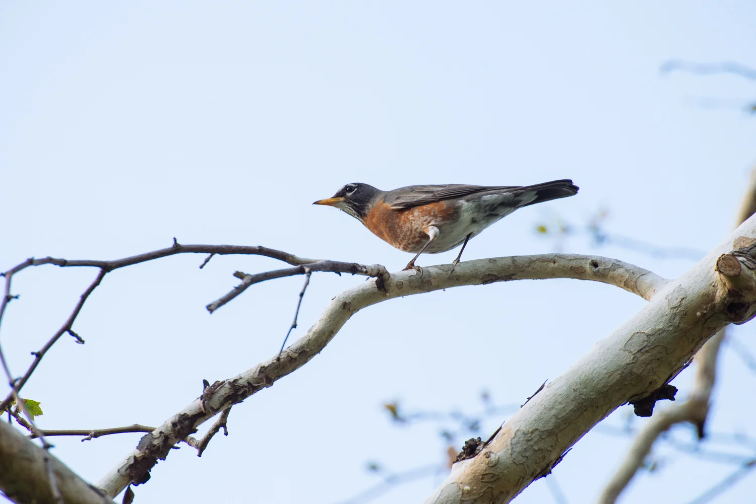 DSC_1676.jpg