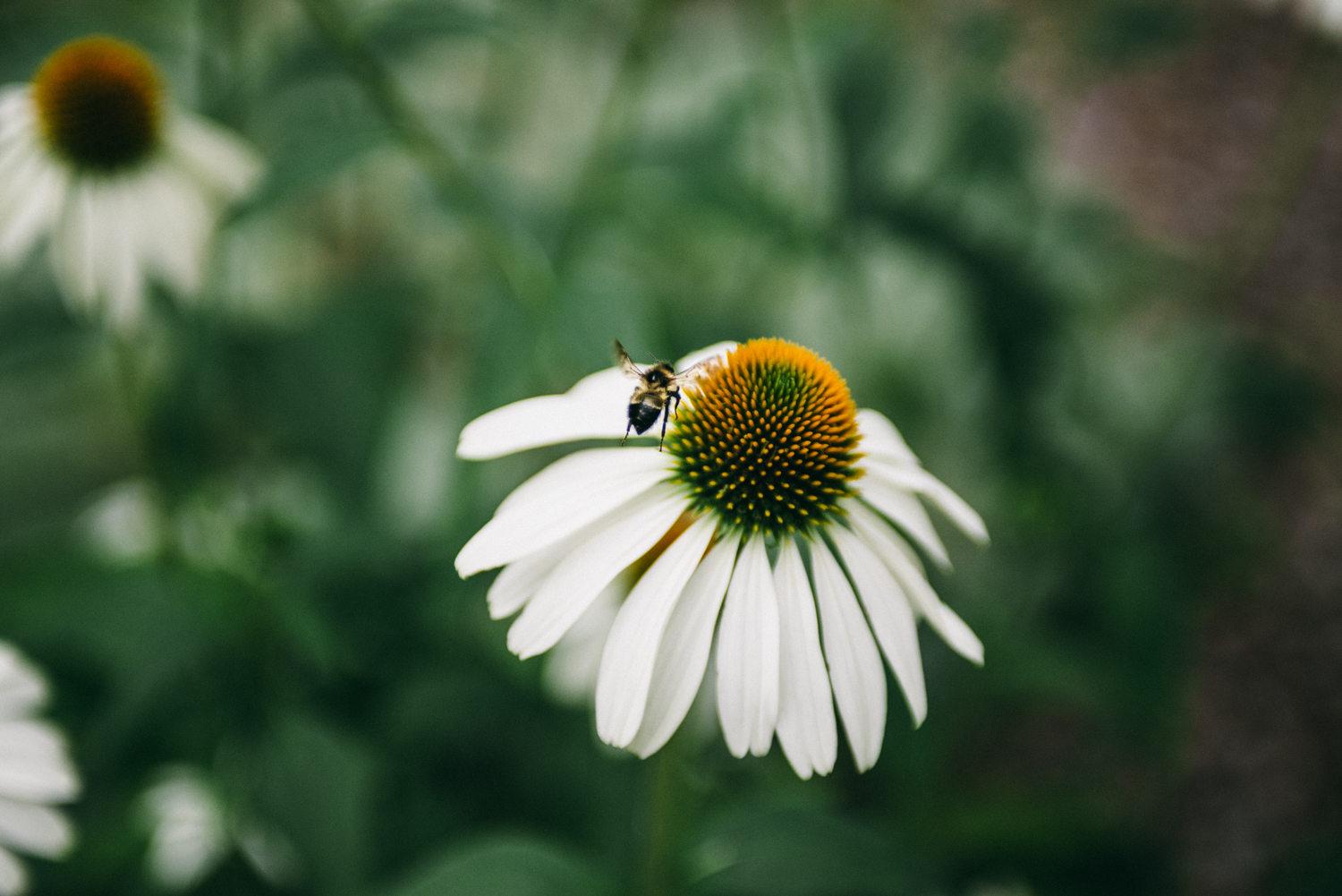 DSC_3997 (1).jpg