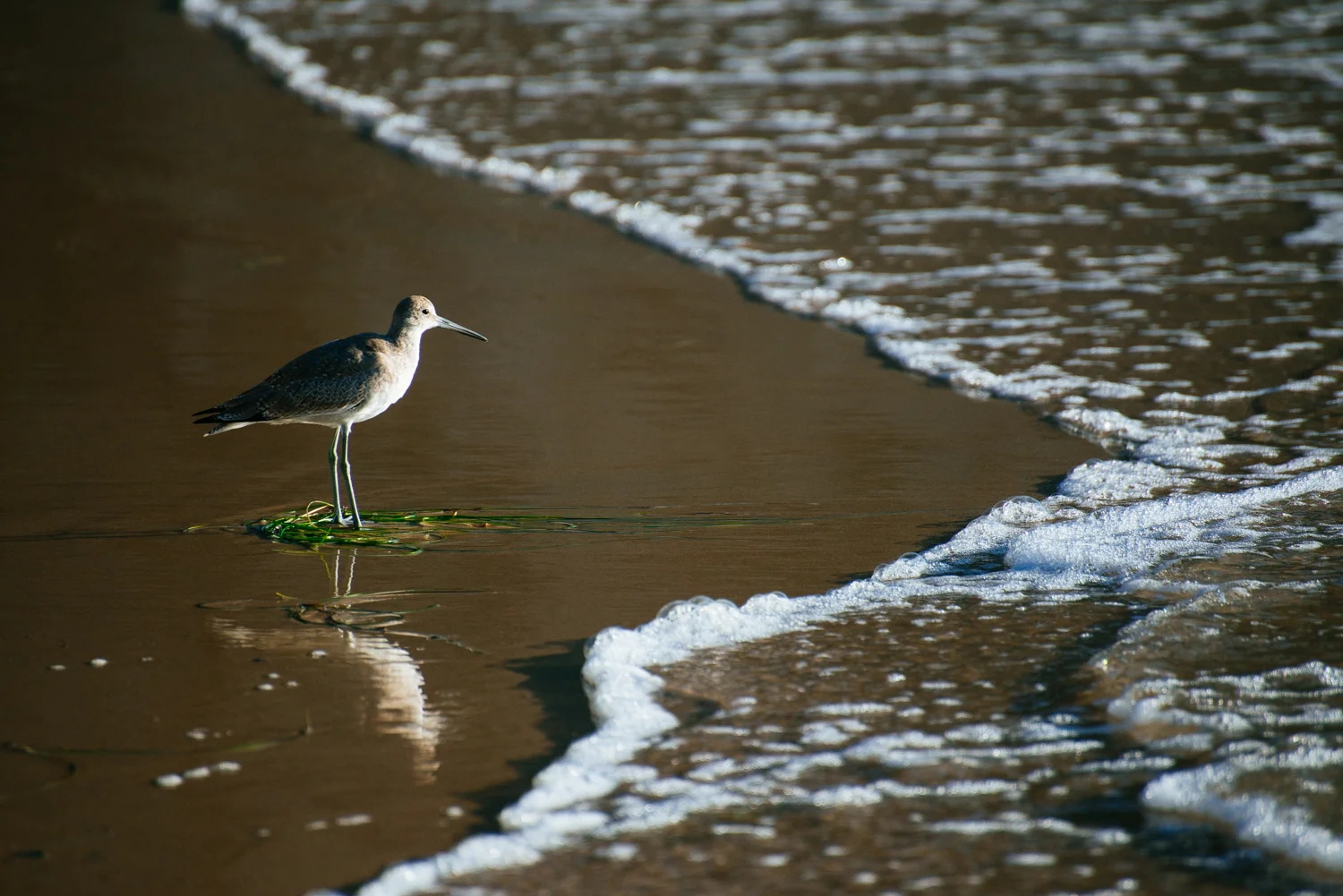 DSC_6660.jpg