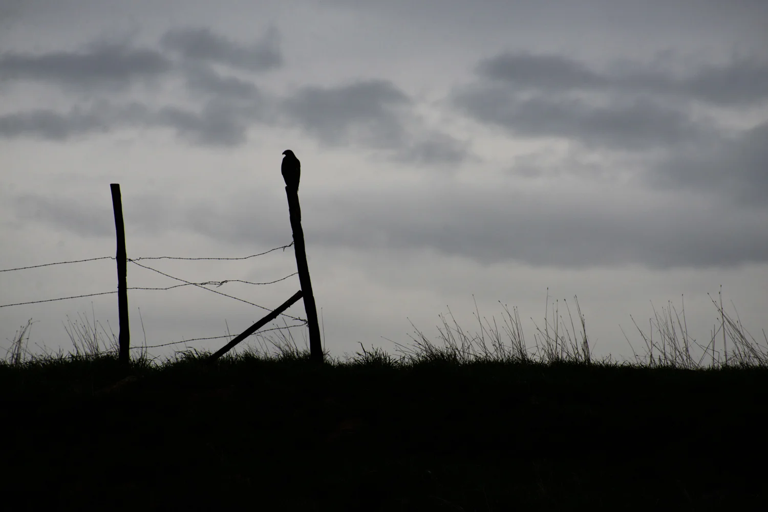 DSC_2082.jpg