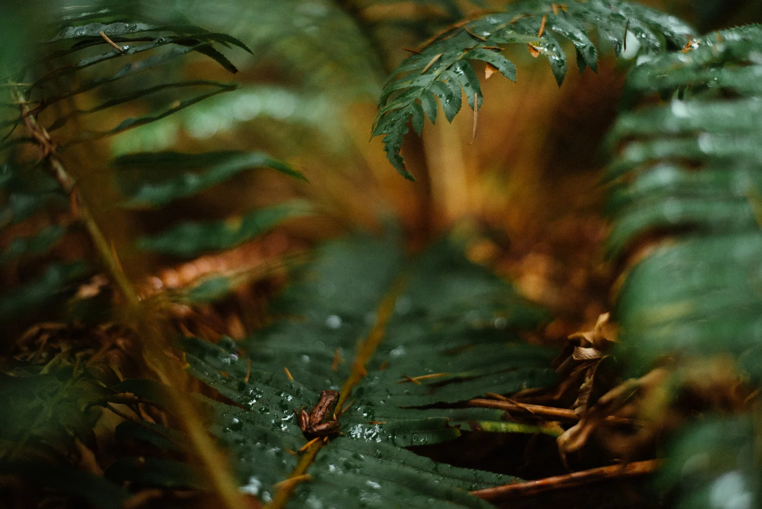 DSC_2382.jpg