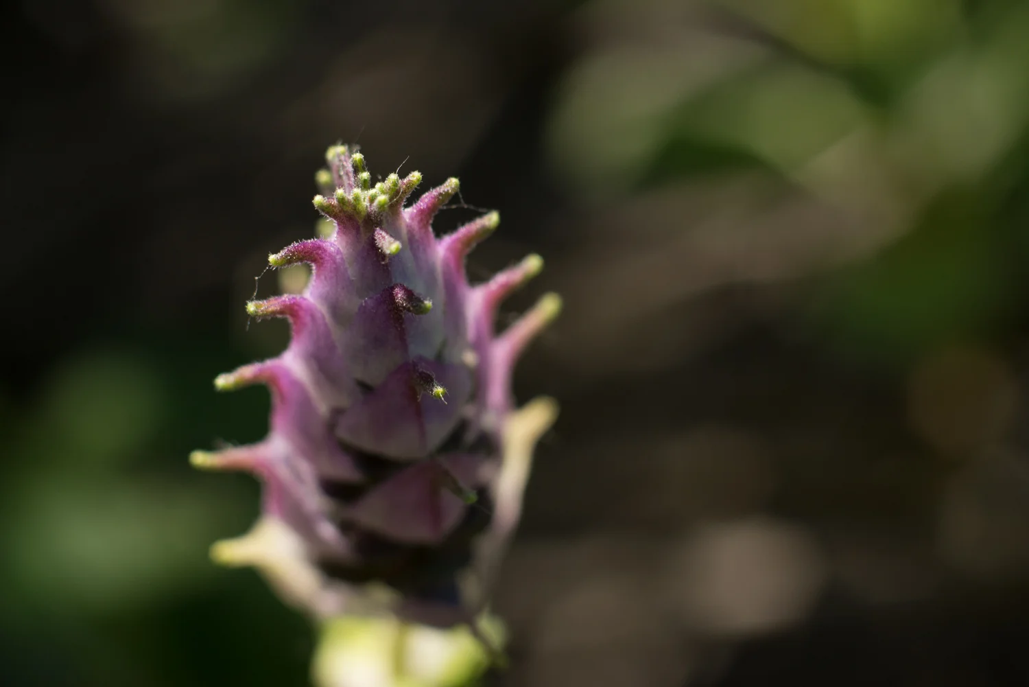 DSC_0868.jpg