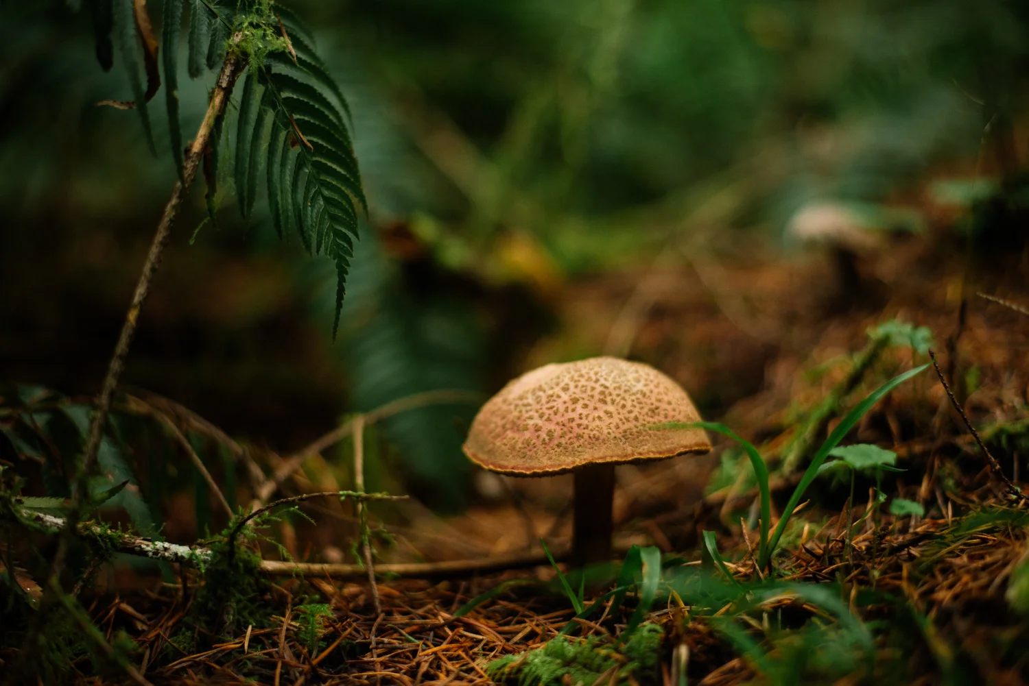 DSC_2315.jpg