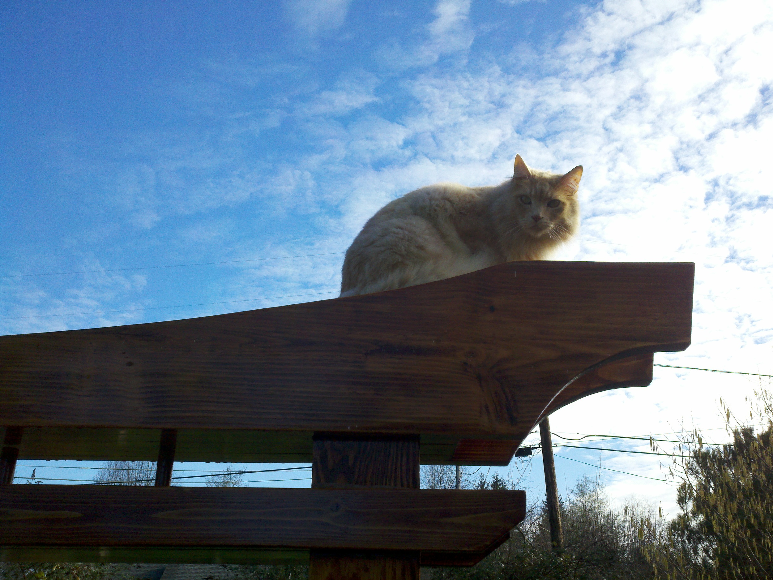 Cat on Arch.jpg